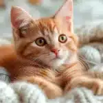 Is Your Feline Friend Bored? Discover The Perfect Play Partner! 2 Interactive Electric Cat Ball 3